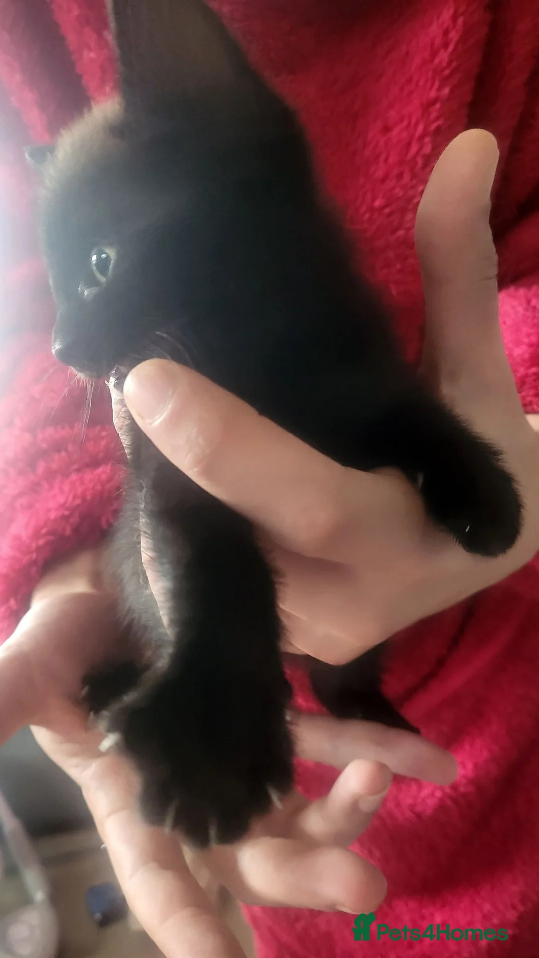 Mixed Breed cats for sale: 3 kittens available  - Advert 2