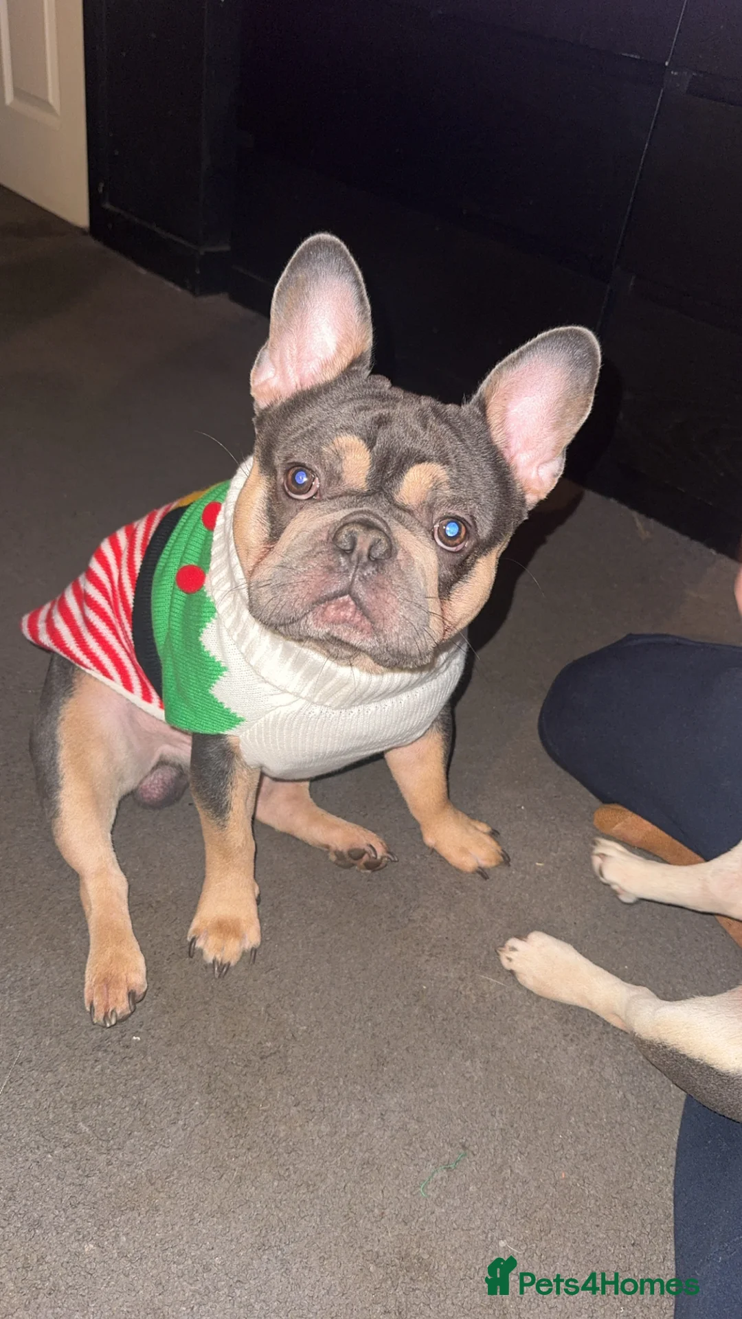 French Bulldog dogs for sale: Kc Registered French bulldog.  - Advert 4