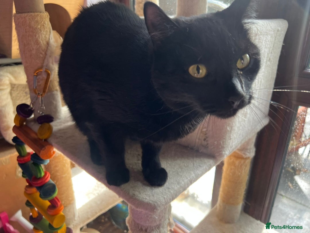 Mixed Breed cats for adoption: Rescue kittens need forever homes - Image 5