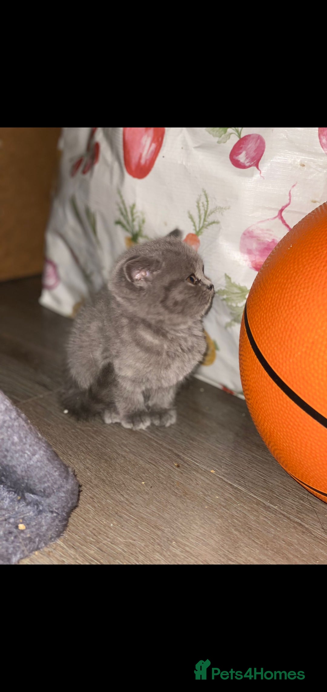 British Shorthair cats for sale: Beautiful Blue British Shorthair Kittens - Image 8
