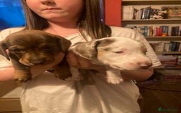 Dachshund dogs for sale: 3 male 2 female dashound puppies ready to go. - Image 4