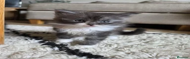 Mixed Breed Kitten 5