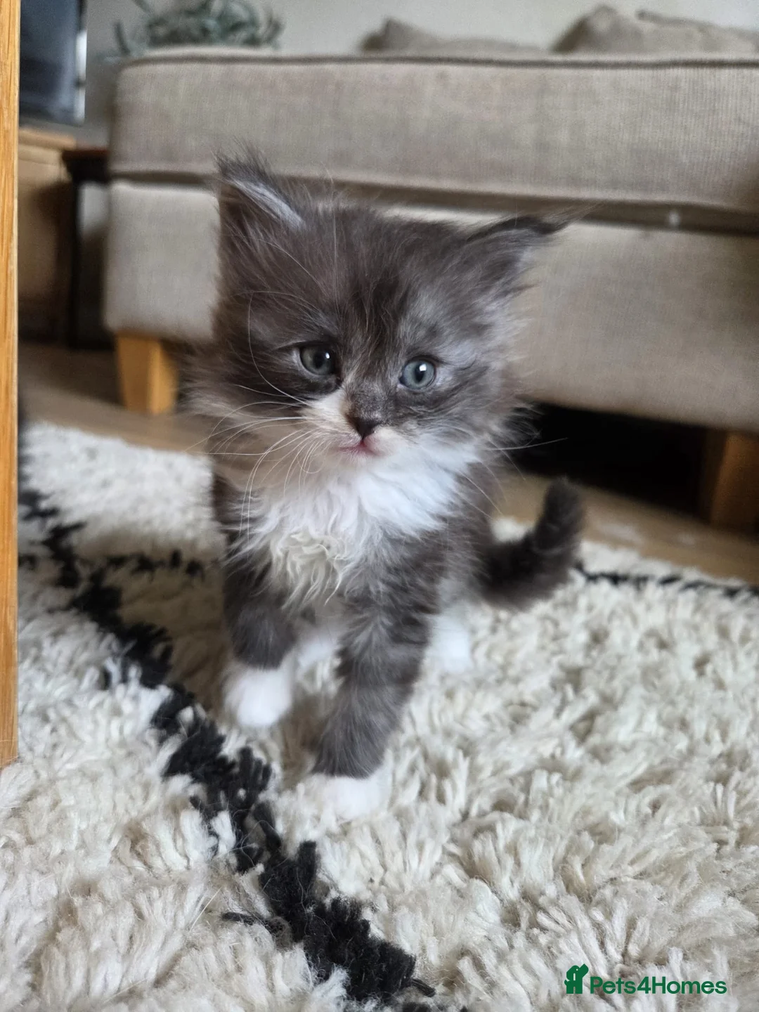 Mixed Breed cats for sale: Long haired kittens for sale in Perth - Advert 6
