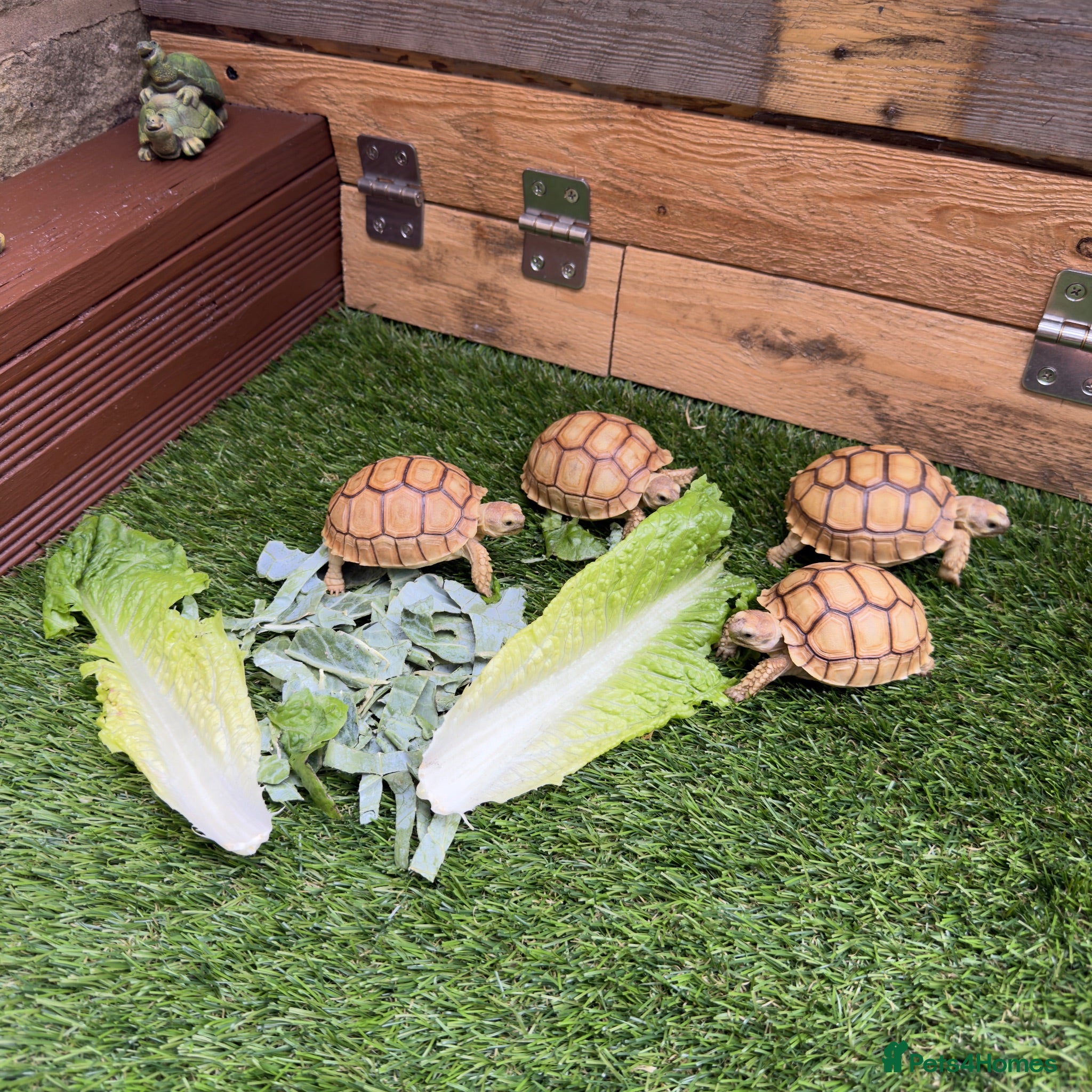 Tortoise reptiles Tortoise Babies - Advert 2