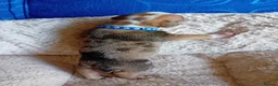 American Bully dogs for sale: Beautiful Pocket Bullies ABKC Registered  - Advert 13