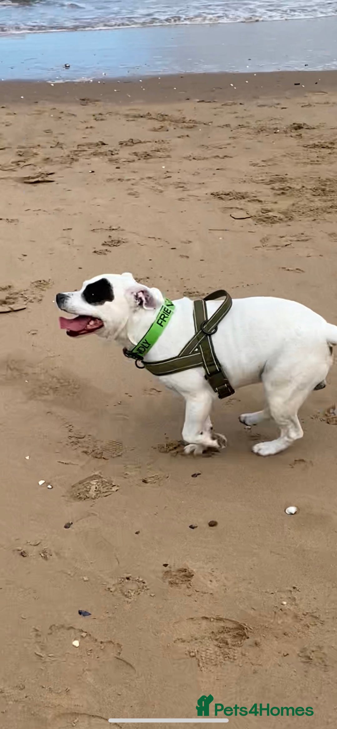 Staffordshire Bull Terrier dogs for stud: White Male Staffy for Stud (Free) - Image 8