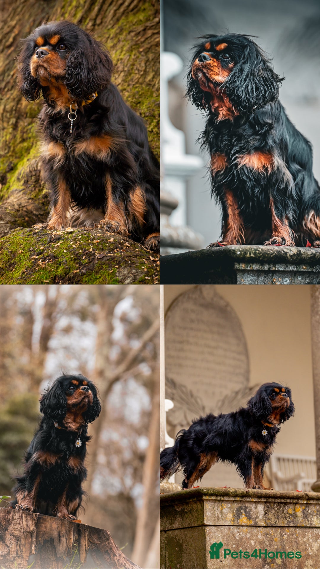 Cavalier King Charles Spaniel dogs for sale: ✨Cavalier King Charles Spaniel Puppies ✨ - Advert 2