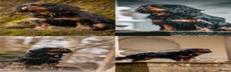 Cavalier King Charles Spaniel dogs for sale: ✨Cavalier King Charles Spaniel Puppies ✨ - Advert 8