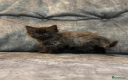 Ragdoll cats for sale: 3 beautiful girls ragdoll cross - Image 4