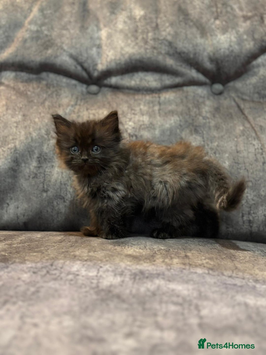 Ragdoll cats for sale: 3 beautiful girls ragdoll cross - Image 4