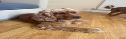 Cocker Spaniel dogs for sale: 🌟🌟🌟Beautiful English Gold Show Cocker Spaniel  - Advert 26
