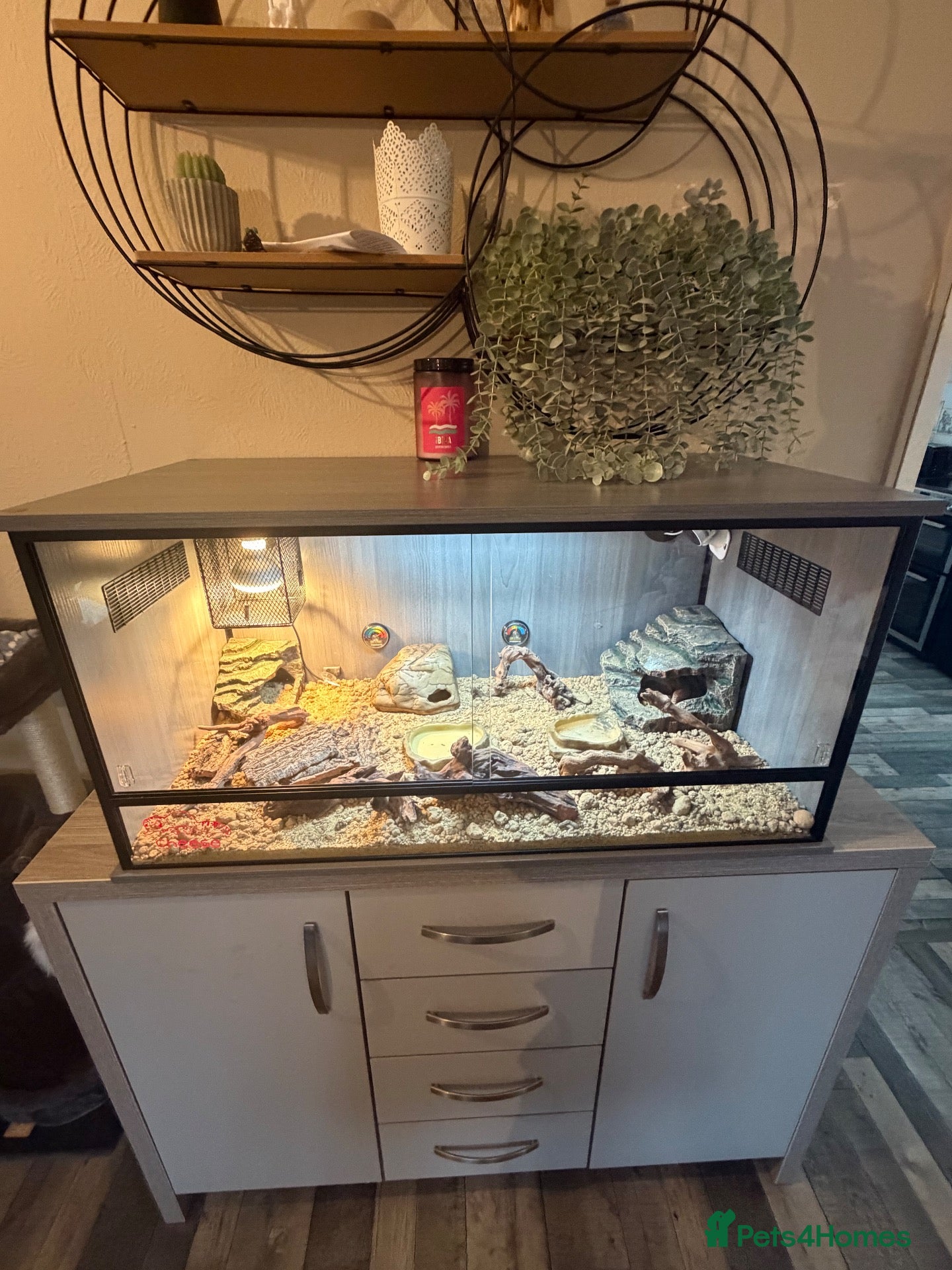 Leopard Gecko reptiles Leopard gecko and set up  - Advert 1