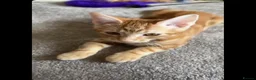 British Shorthair cats for sale: Tigger - Advert 1