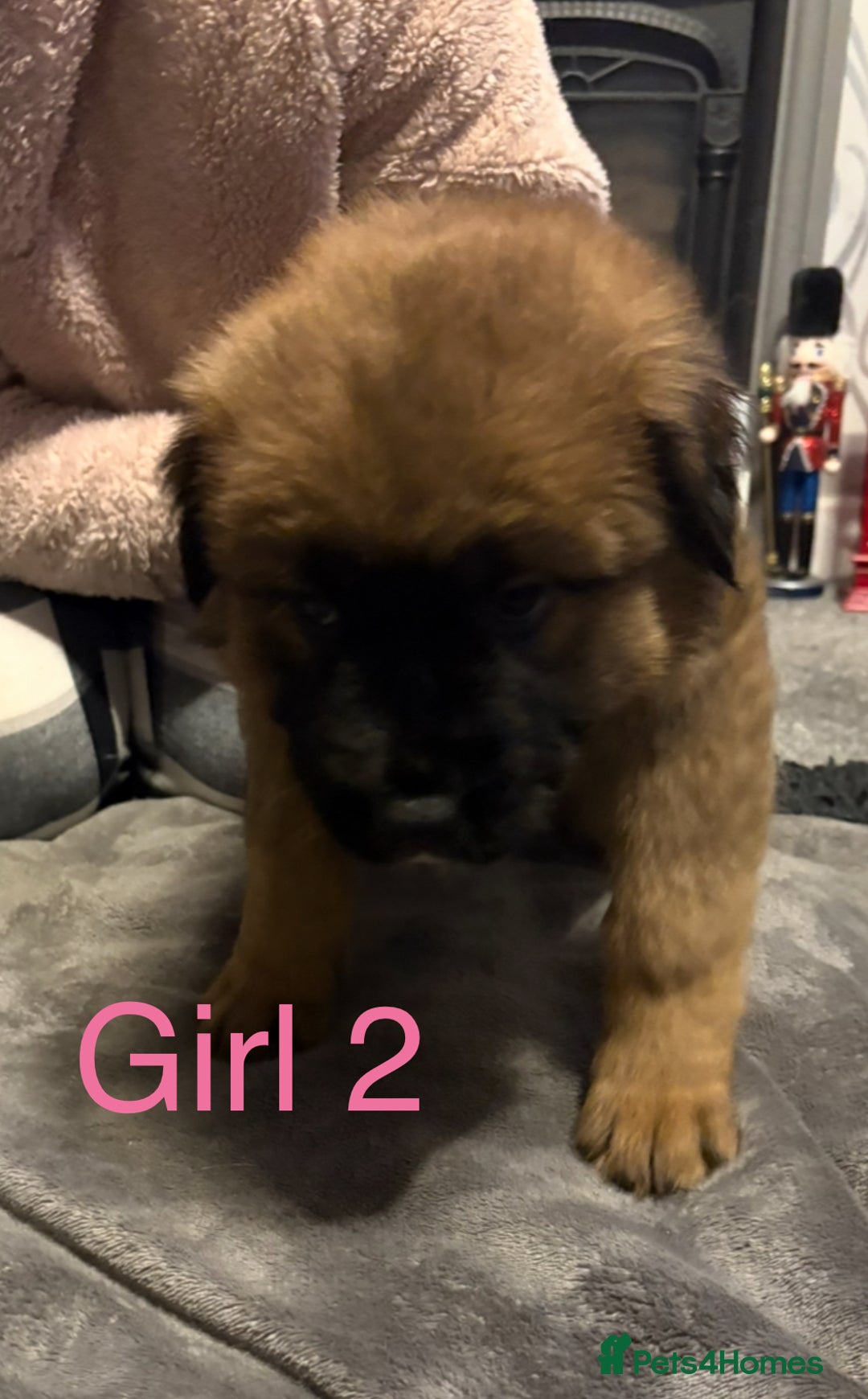 Mixed Breed dogs for sale: Akita x Rottweiler  - Advert 4