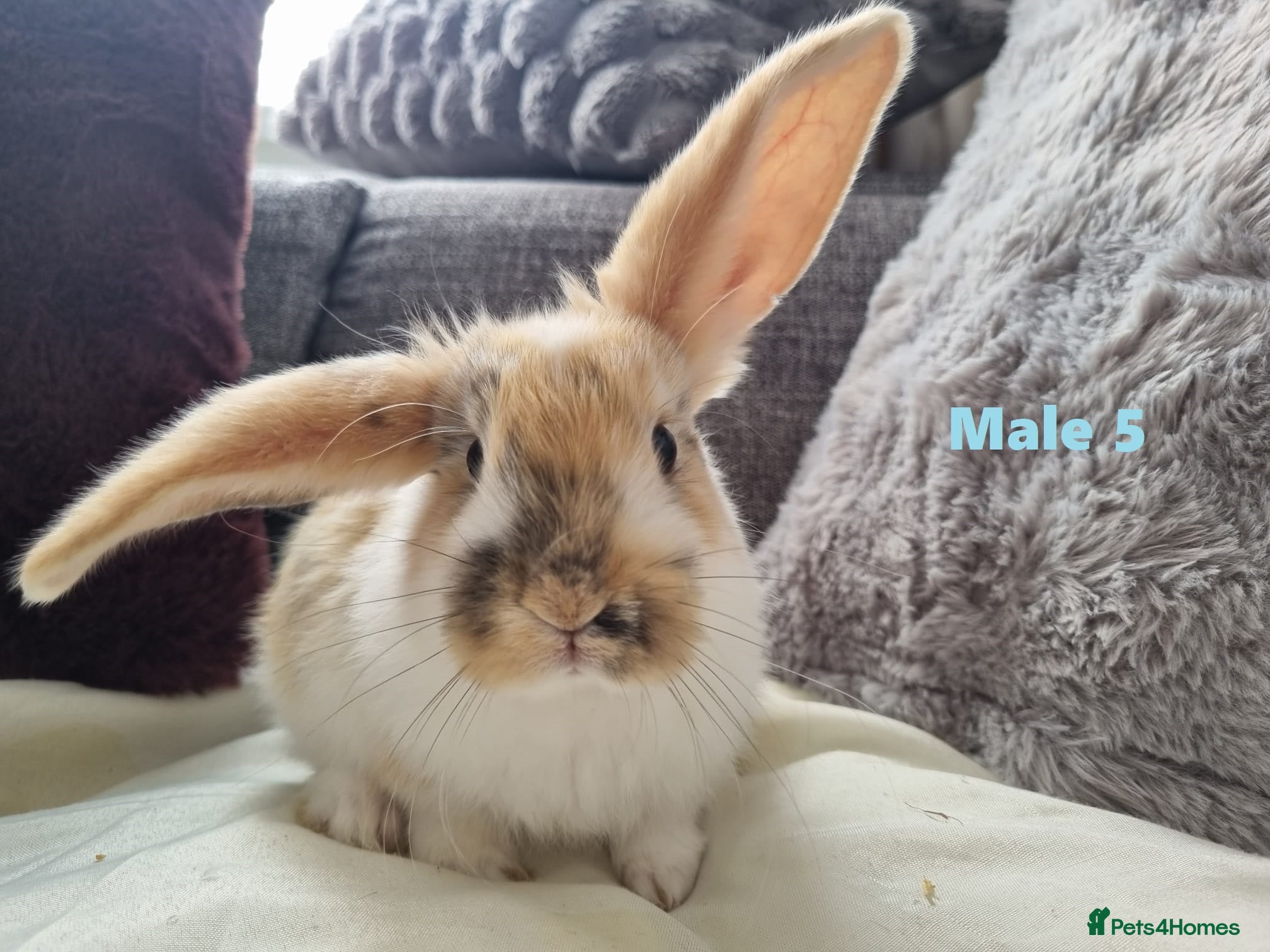 Mini Lop rabbits French x Mini Lop kits Ready to Go "MUST READ" - Advert 2