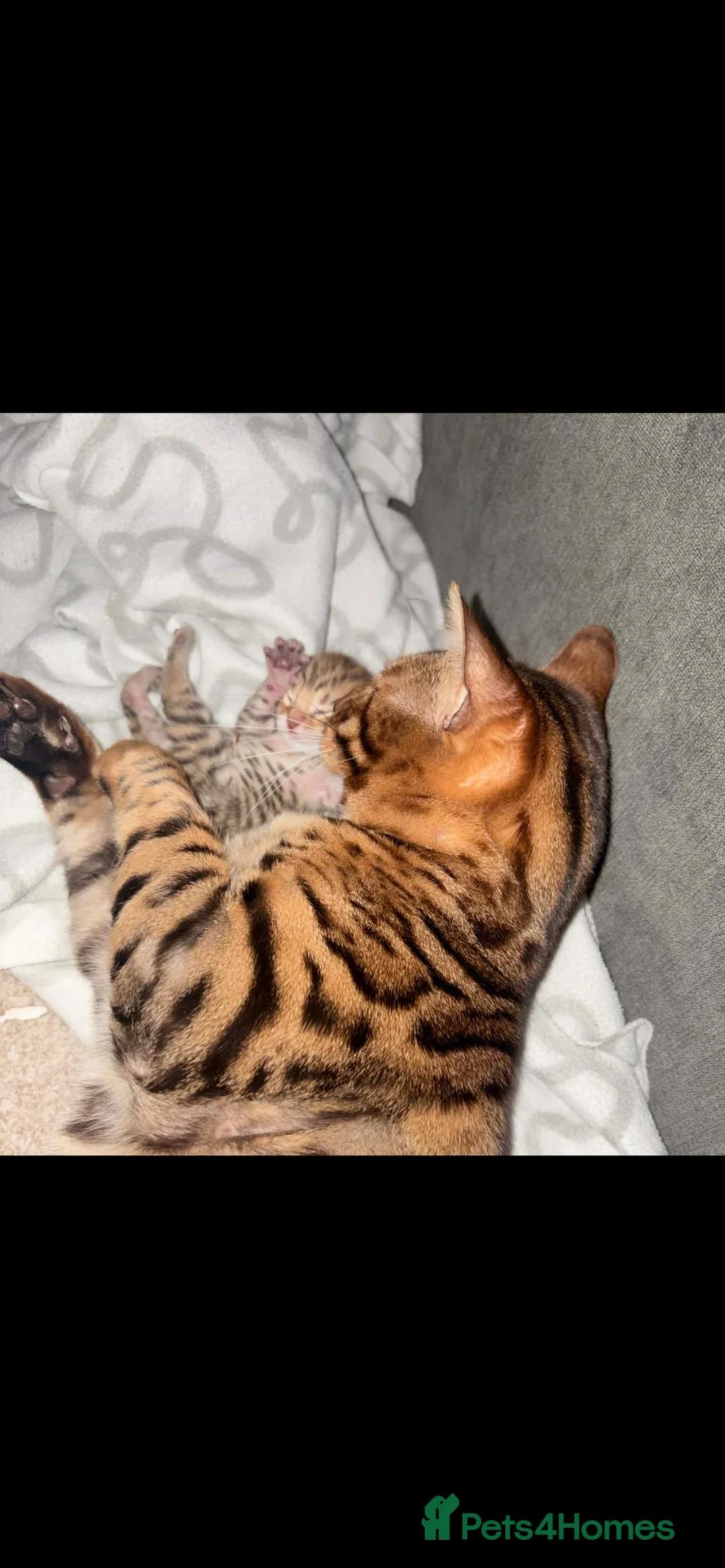 Bengal cats for sale: Male mixed bengal - Advert 2