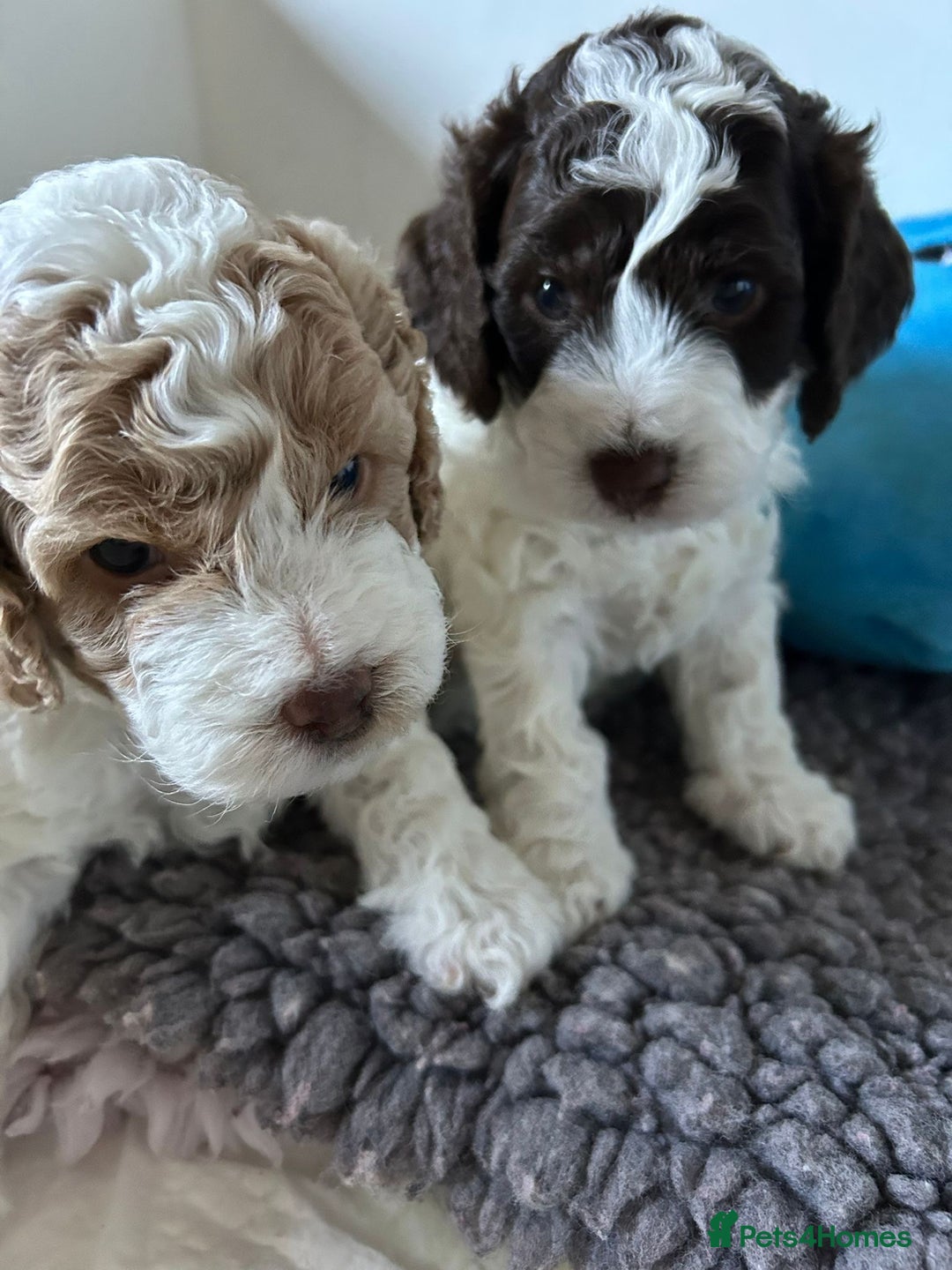 Cockapoo dogs for sale: Cockapoo Babies - Image 10
