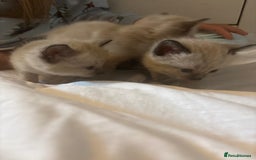Ragamese cats for sale: ragamese kittens - Image 3