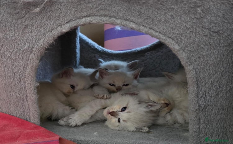 Siberian cats - Advert 8