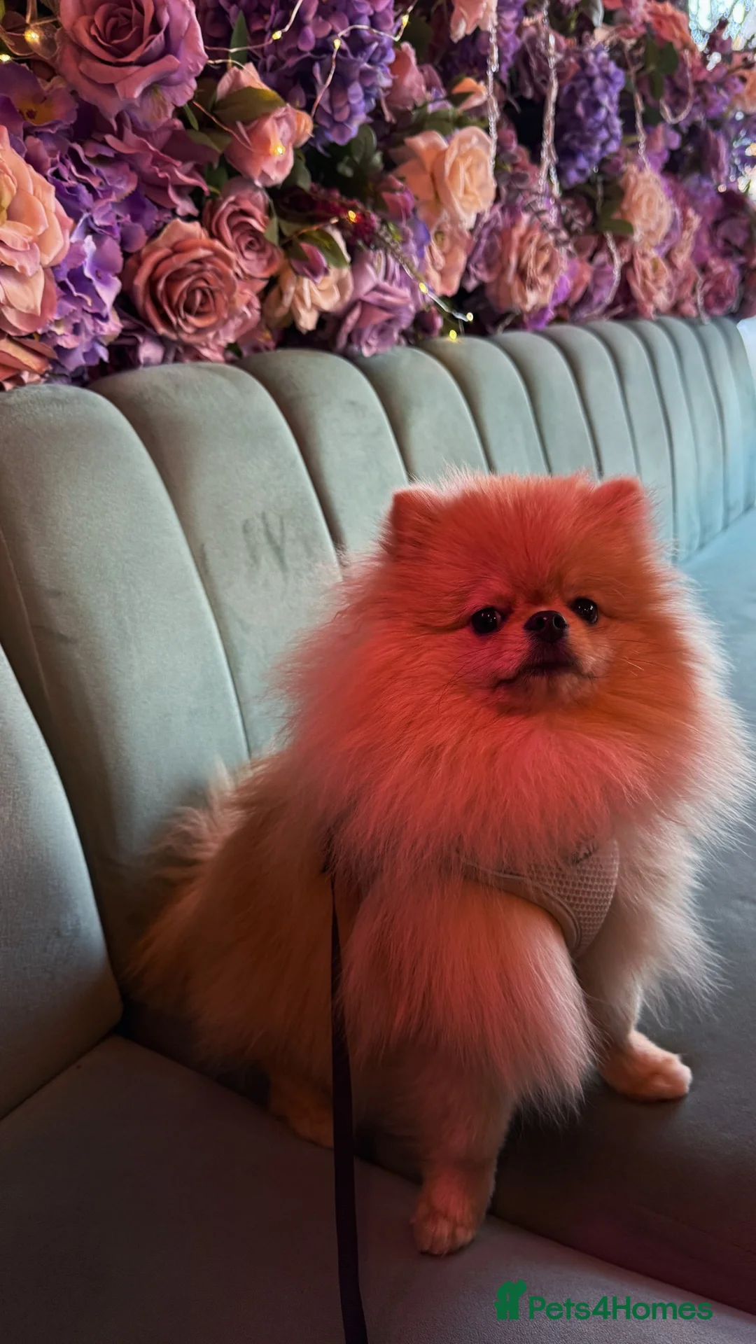 Pomeranian dogs for sale: Show Class MINI TOY POMERANIAN puppies for sale! - Advert 24