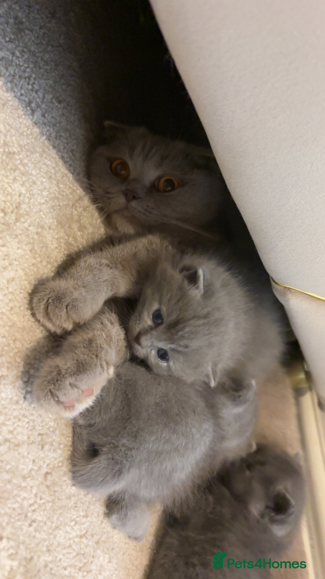 Ragdoll cats for sale: Scottish fold/ Ragdoll - Advert 4