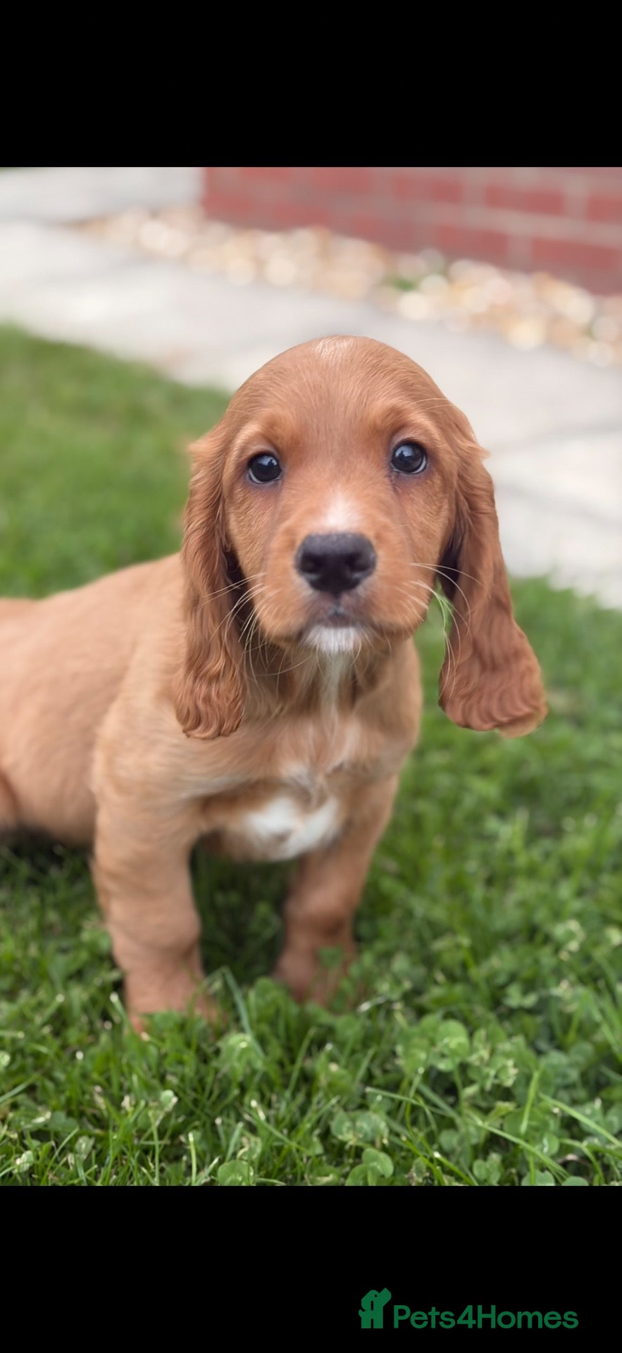 Cocker Spaniel dogs 1 stunning cocker spaniel puppy for sale❤️🏡🤩 - Advert 2