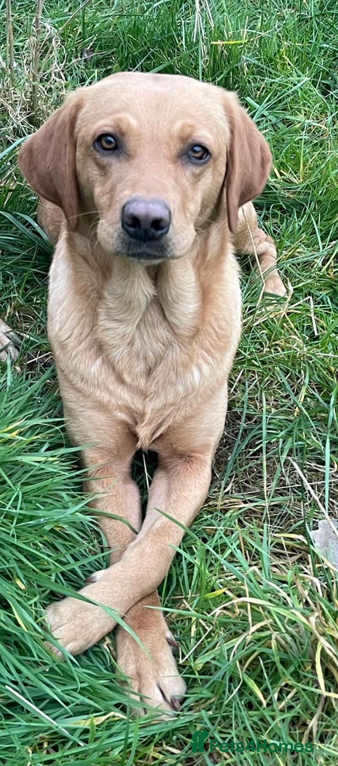 Labrador Retriever dogs for sale: 4 x  Yellow Male KC Labradors left - Advert 3