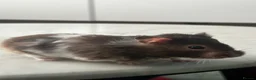 Hamster rodents for sale: 8 months old Syrian Hamster girl tamed  in Pinner - Advert 3