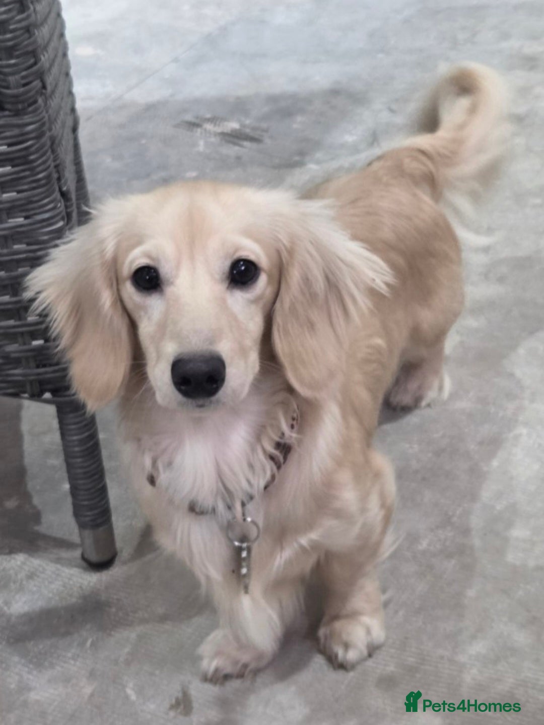 Miniature Dachshund dogs Cream long hair miniature dachshund stud - Advert 4