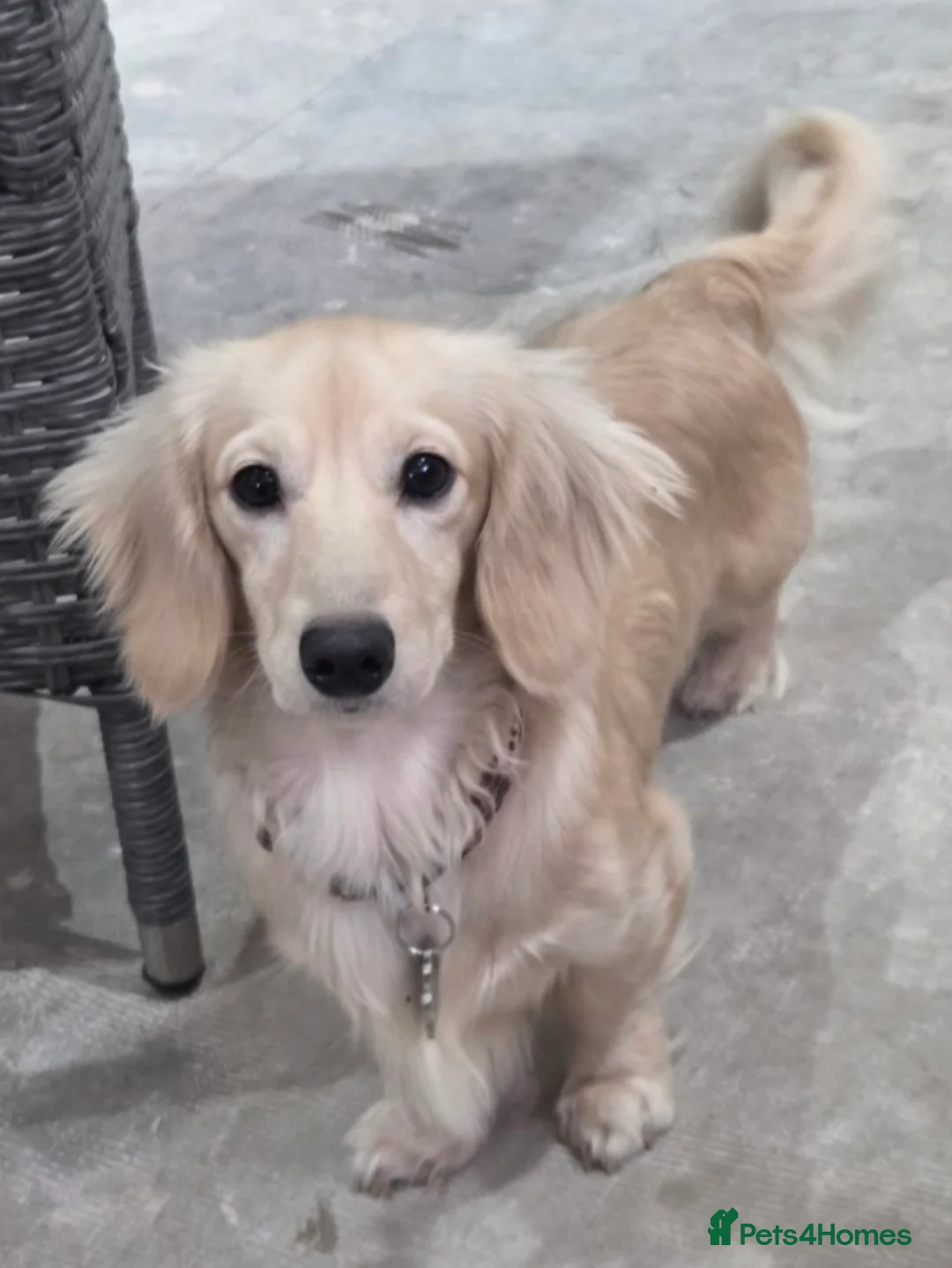 Miniature Dachshund dogs for stud: Cream long hair miniature dachshund stud - Advert 1