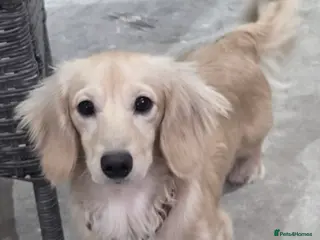 Miniature Dachshund dogs Cream long hair miniature dachshund stud - Advert 4