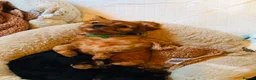 Cavalier King Charles Spaniel dogs for sale: King Charles cavalier babies  - Advert 17