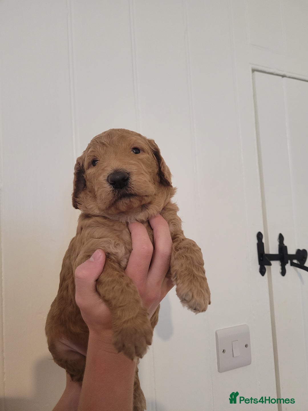 Mixed Breed dogs for sale: Miniature Goldendoodle Puppies - Image 7