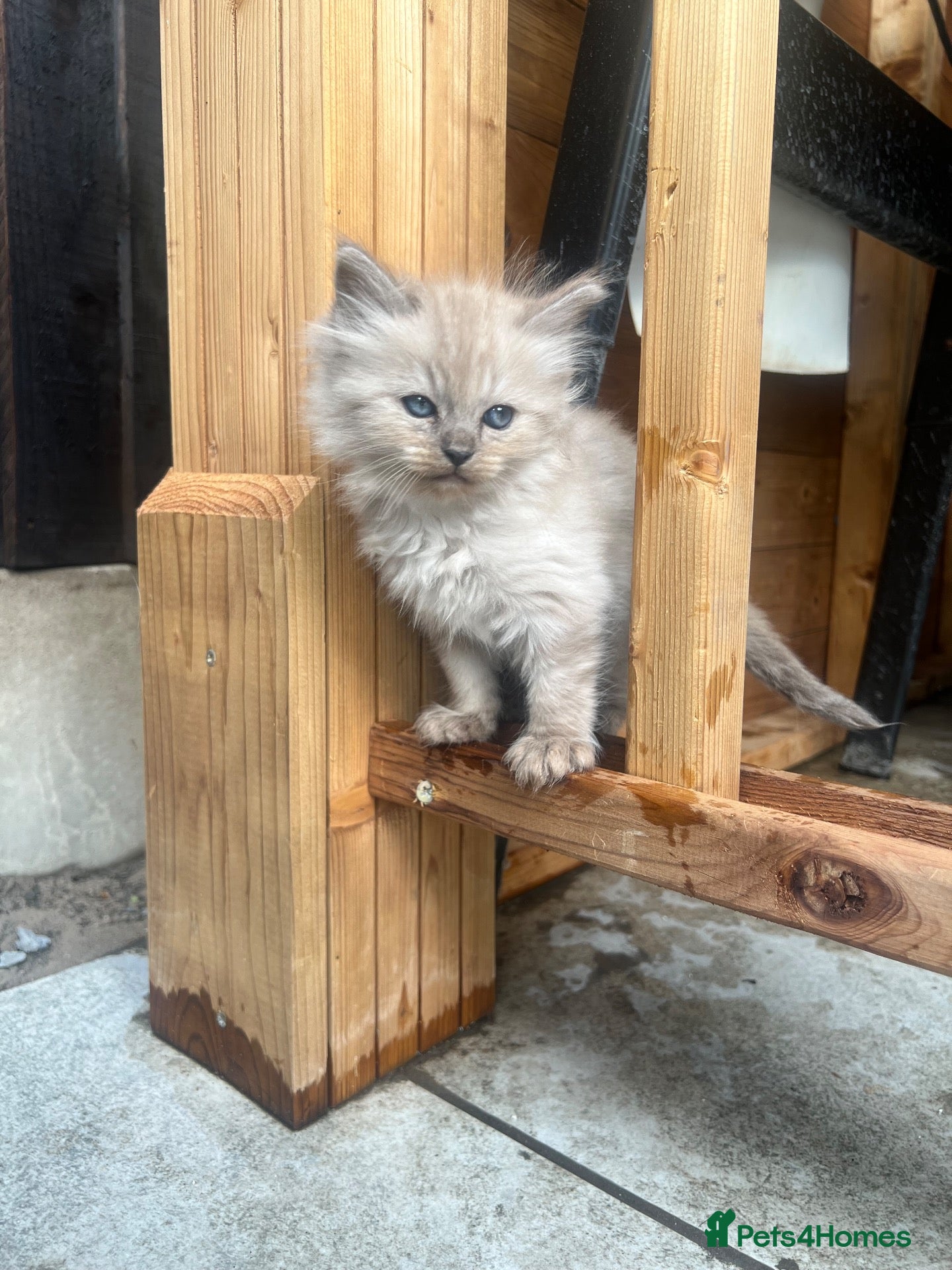 Ragdoll cats for sale: 🐾 Beautiful Kittens♥️♥️♥️ - Advert 1
