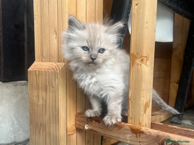 Ragdoll cats for sale: 🐾 Beautiful Kittens♥️♥️♥️ - Advert 1