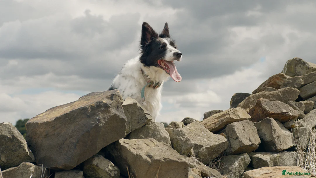 Border Collie dogs for sale: Exceptional Border collie pups  - Advert 4