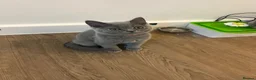 British Shorthair cats for sale: Pedigree British shorthair kittens  - Advert 6