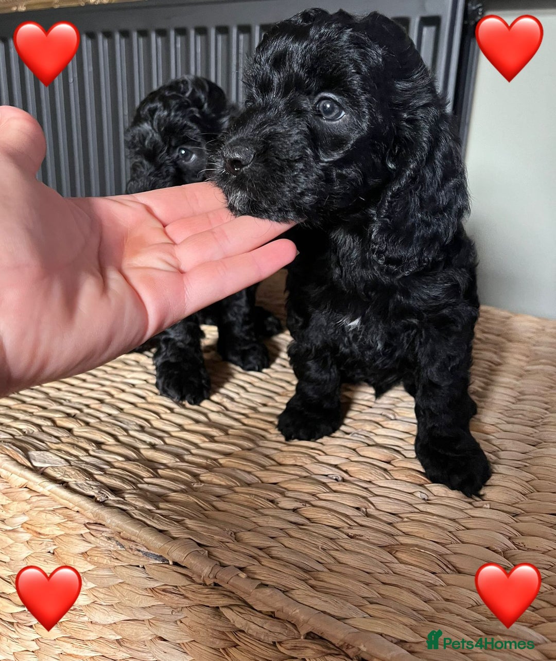 Cockapoo dogs for sale: Adorable Cockapoo Puppies  - Image 2