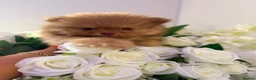 Pomeranian dogs for sale: 🧸 Exceptional Teddy Bear Boys  Rare Colours👑 - Advert 9