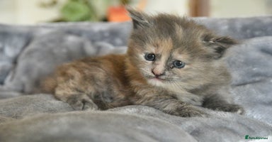 Maine Coon cats - Advert 1