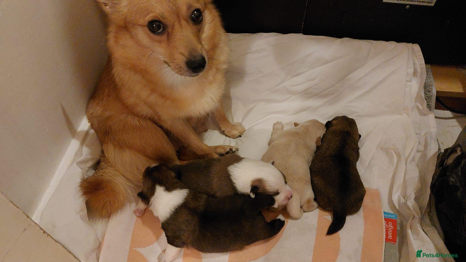 Mixed Breed dogs 4 Adorable Puppies for Sale – 3 Girls & 1 Boy - Advert 2