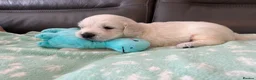 Golden Retriever dogs for sale: KC Old English Cream Golden Retriever Puppies  - Advert 11