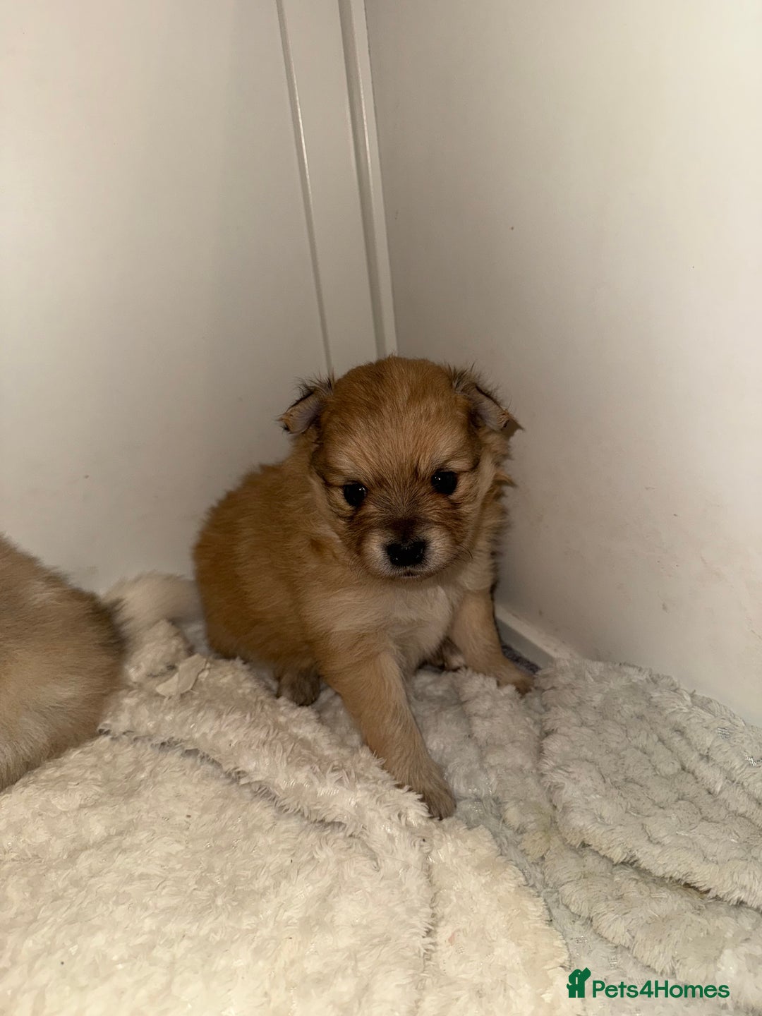 Pomchi dogs for sale: Pomchis  - Advert 9