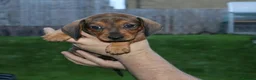 Dachshund dogs for sale: 7 dachshund pups for sale in Bradford - Advert 6