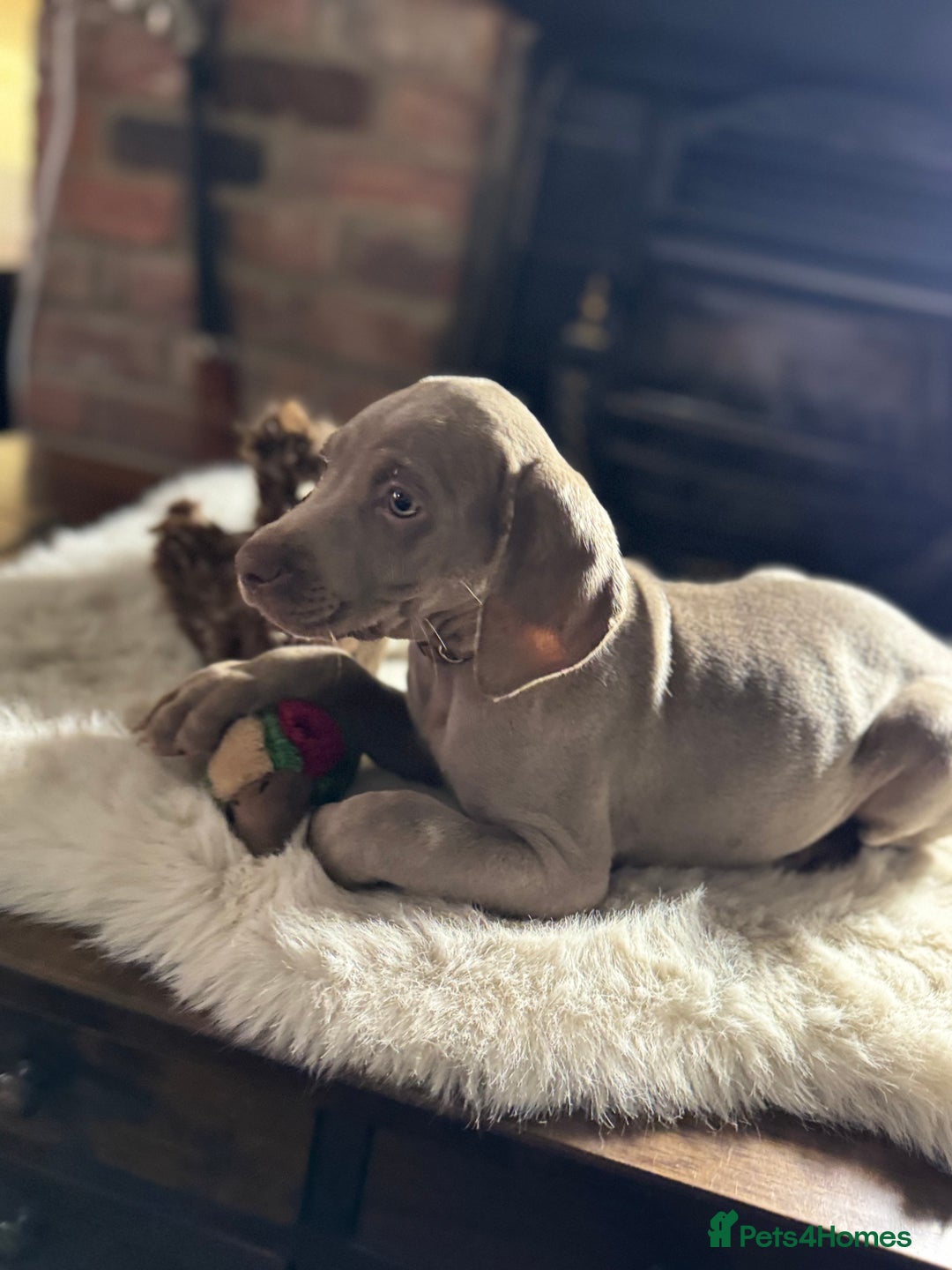 Weimaraner dogs for sale: ✨READY NOW✨ LAST FEW GIRLS✨ KC Reg Pups  ✨ - Advert 10