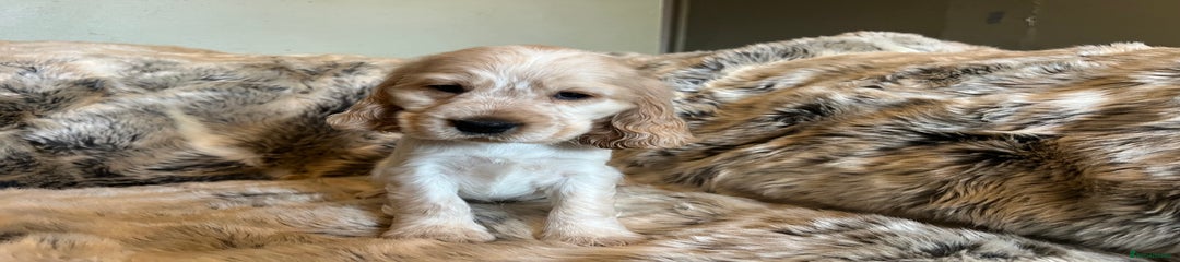 Cocker Spaniel Puppy 2