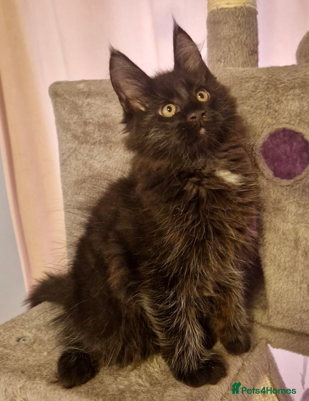 Maine Coon cats for sale: 🌟Ready to leave 4 XL Maine Coons active available - Image 27