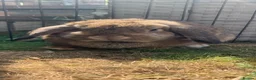 Mixed Breed rabbits for sale: Gorgeous bunnies for sale - Advert 8