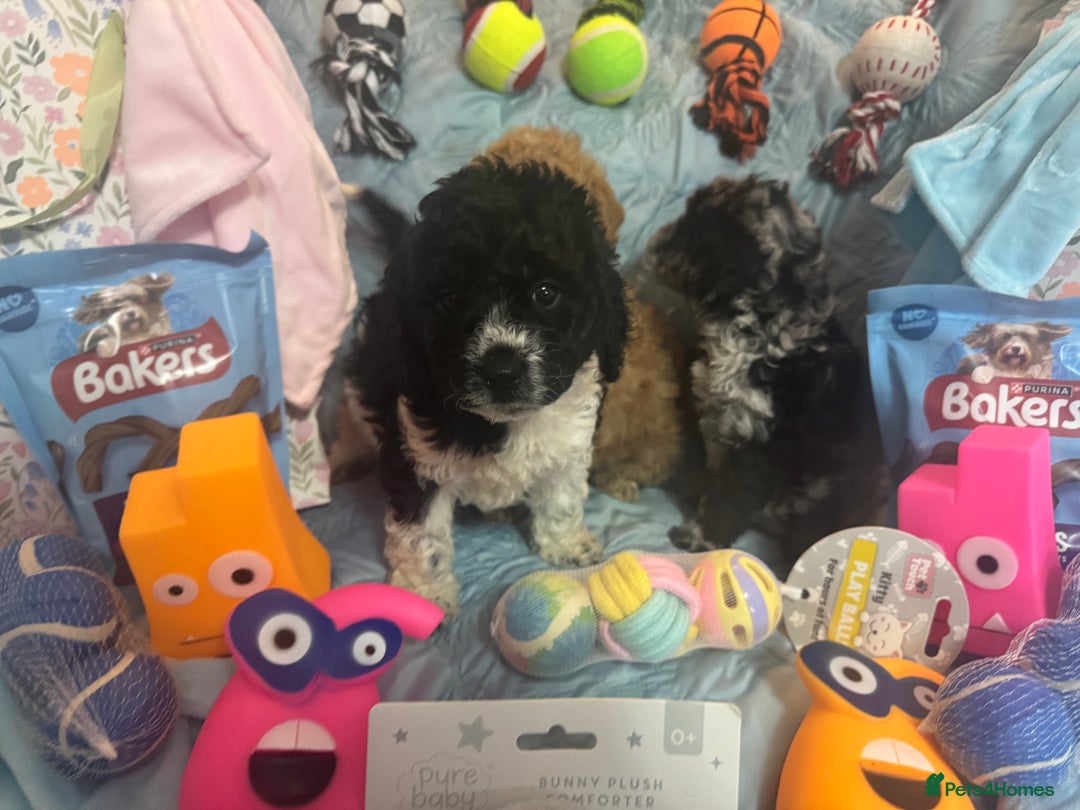 Cockapoo dogs for sale: Cockapoo puppies  - Advert 3