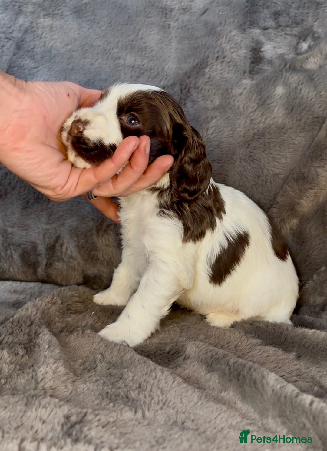 Cocker Spaniel dogs for sale: KC Show Type Cocker Spaniel Pups - Family Home  - Image 15